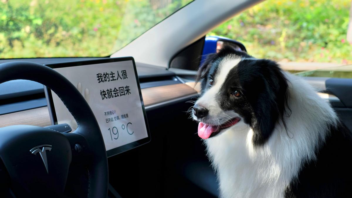 畅享清凉、安全出行,特斯拉节能大赛石家庄站完美收官