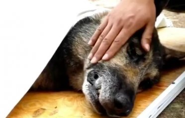 泪目！“5・12”汶川地震英雄搜救犬“银虎”走了……