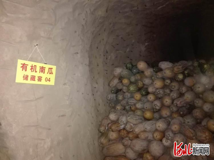 图为河北保定涞水县娄村镇庞家河村民储存在地窖里的南瓜.