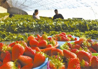 唐山丰润“牛奶草莓”助农增收