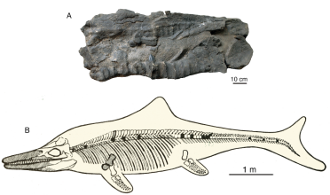 远古发现丨再次发现！珠峰地区发现新的喜马拉雅鱼龙化石
