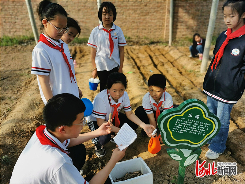 第四小学的学生正在学习中草药知识。.jpg