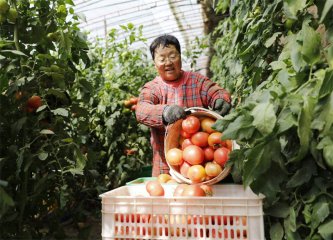 京津冀协同发展城市观察丨“河北净菜”如何成为“北京好菜”